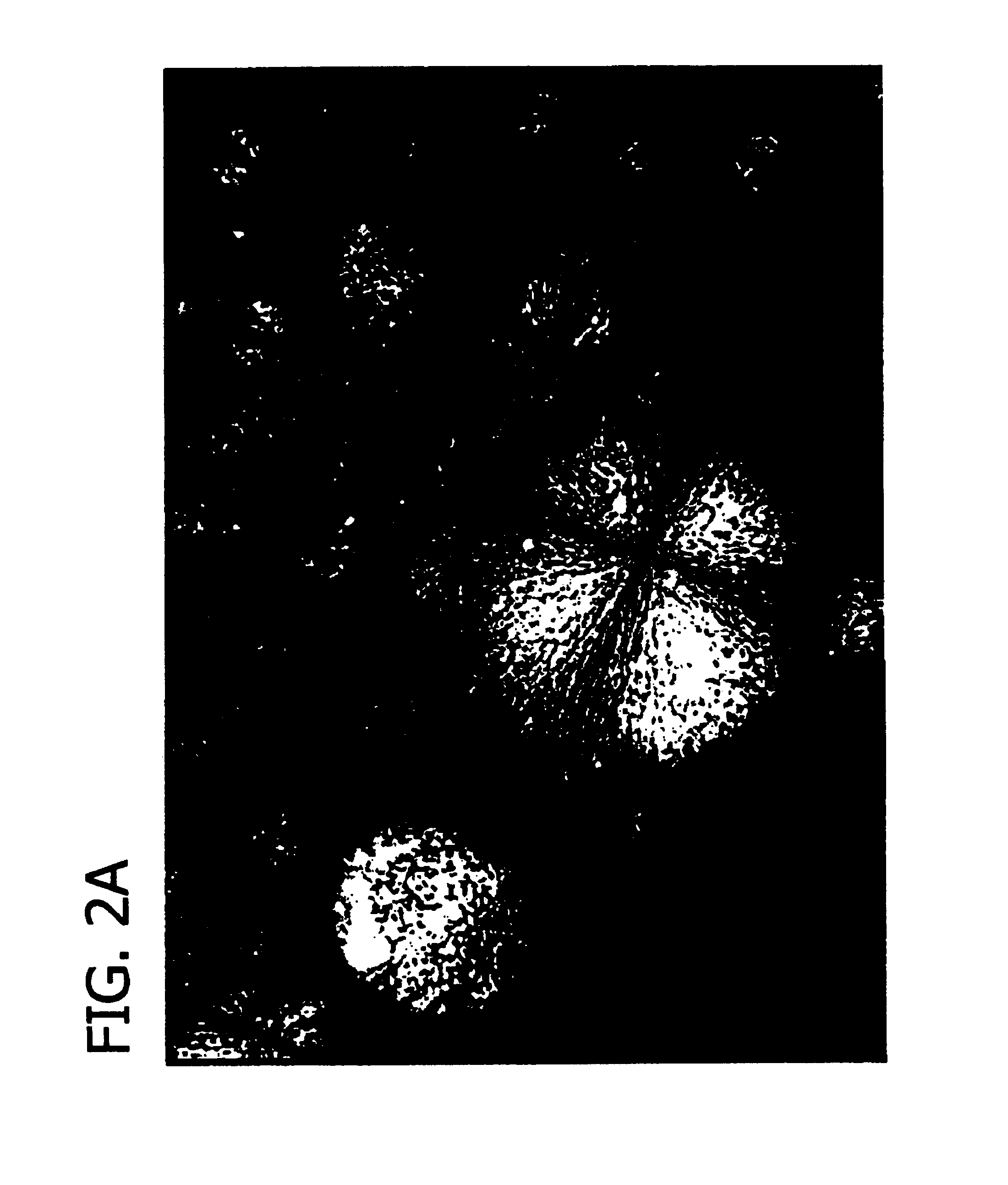 Potassium glyphosate formulations