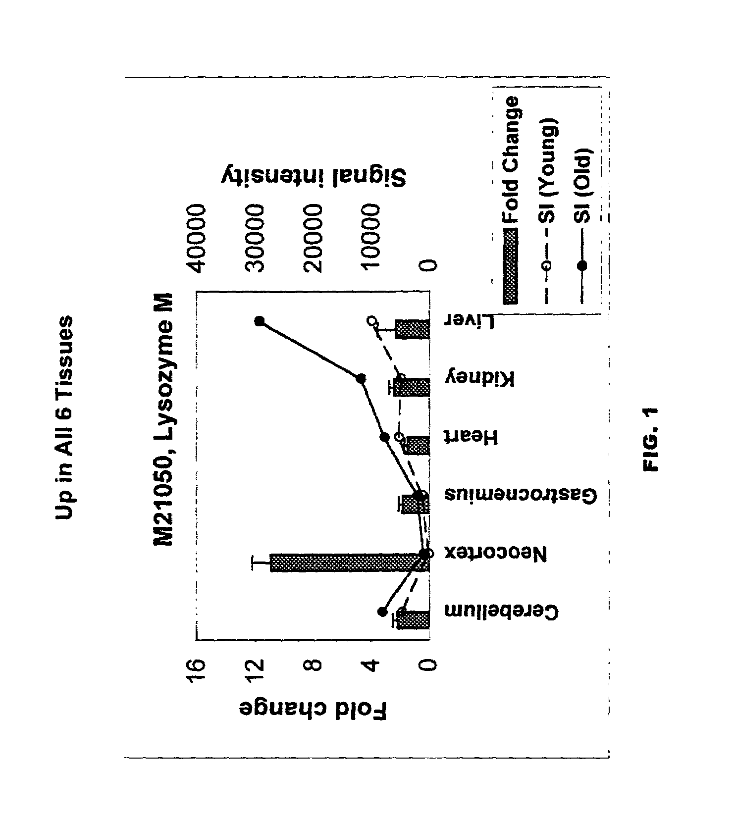 Methods of screening for compounds that inhibit expression of biomarker sequences differentially expressed with age in mice