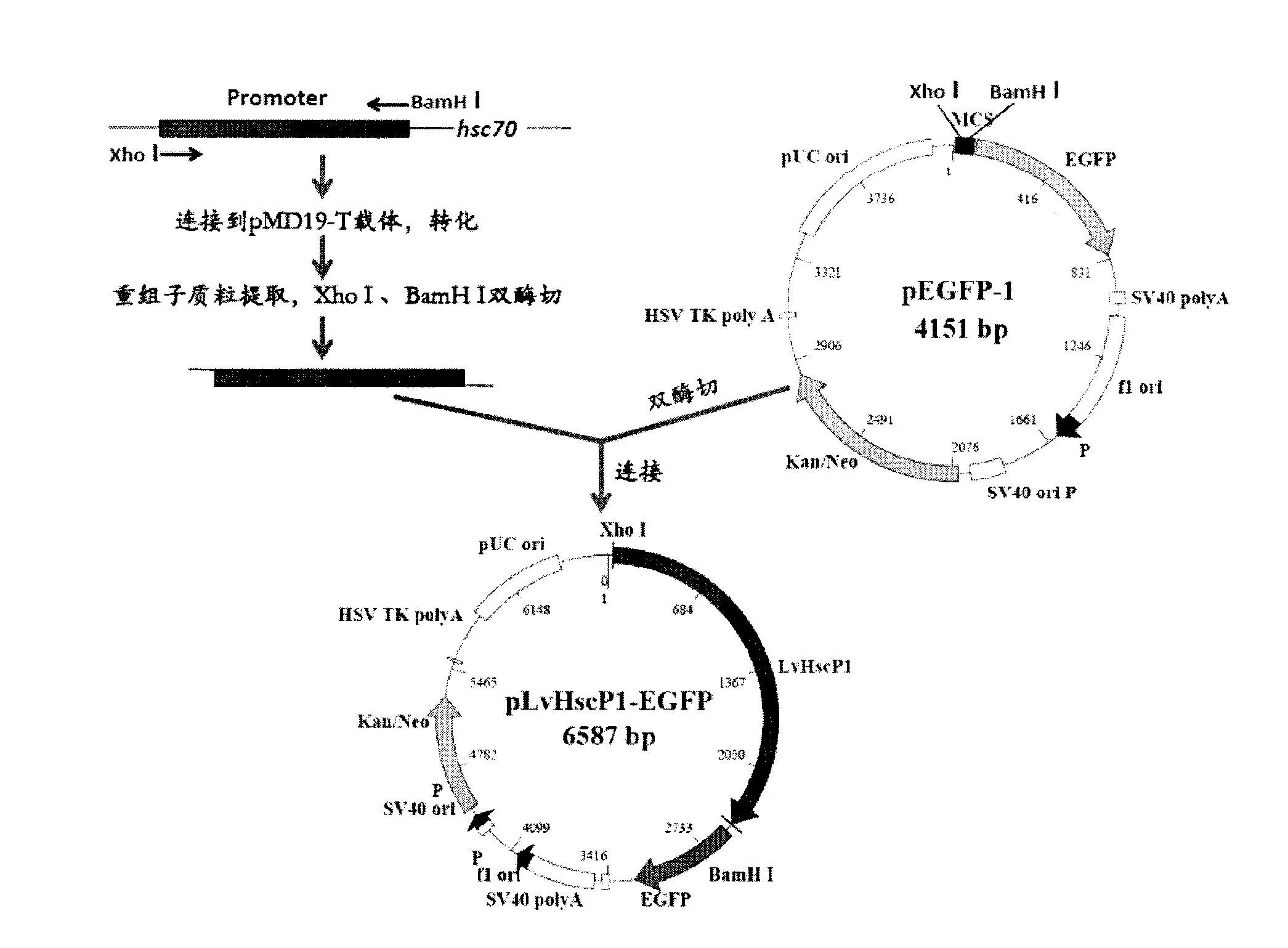 Promoter for heat shock protein gene of litopenaeus vannamei