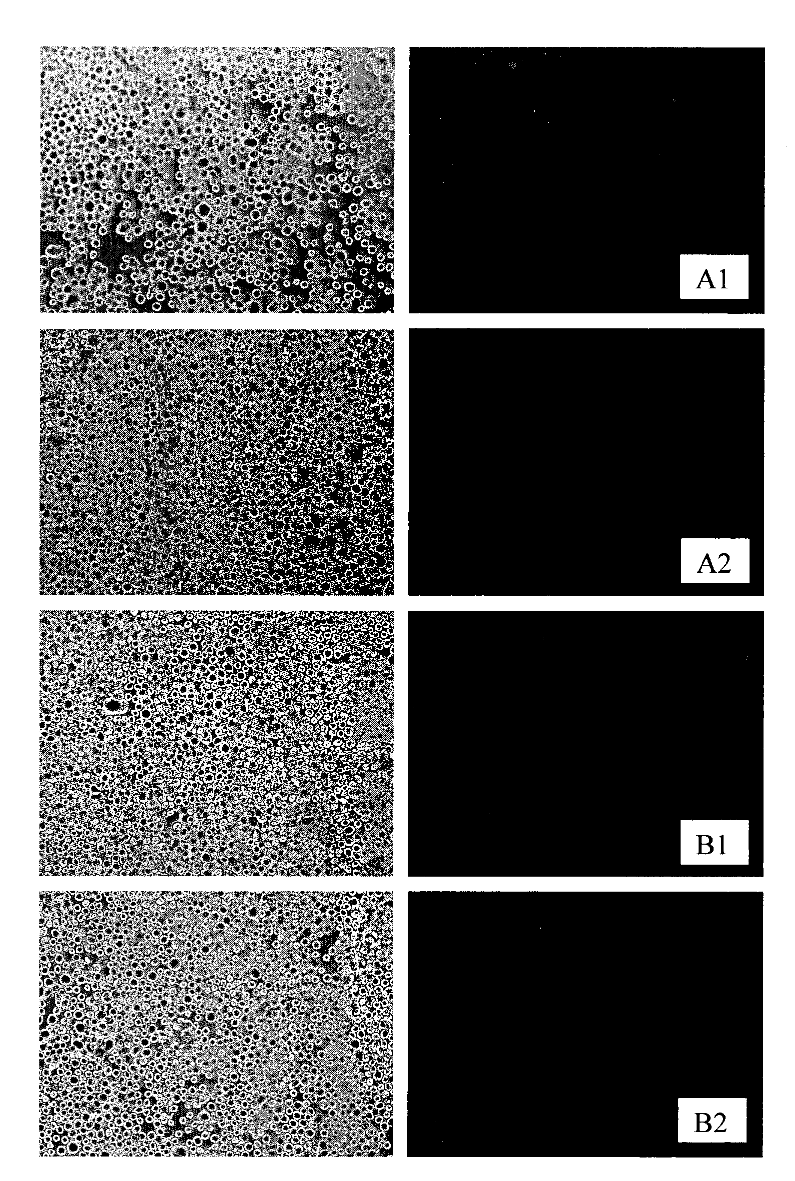 Promoter for heat shock protein gene of litopenaeus vannamei