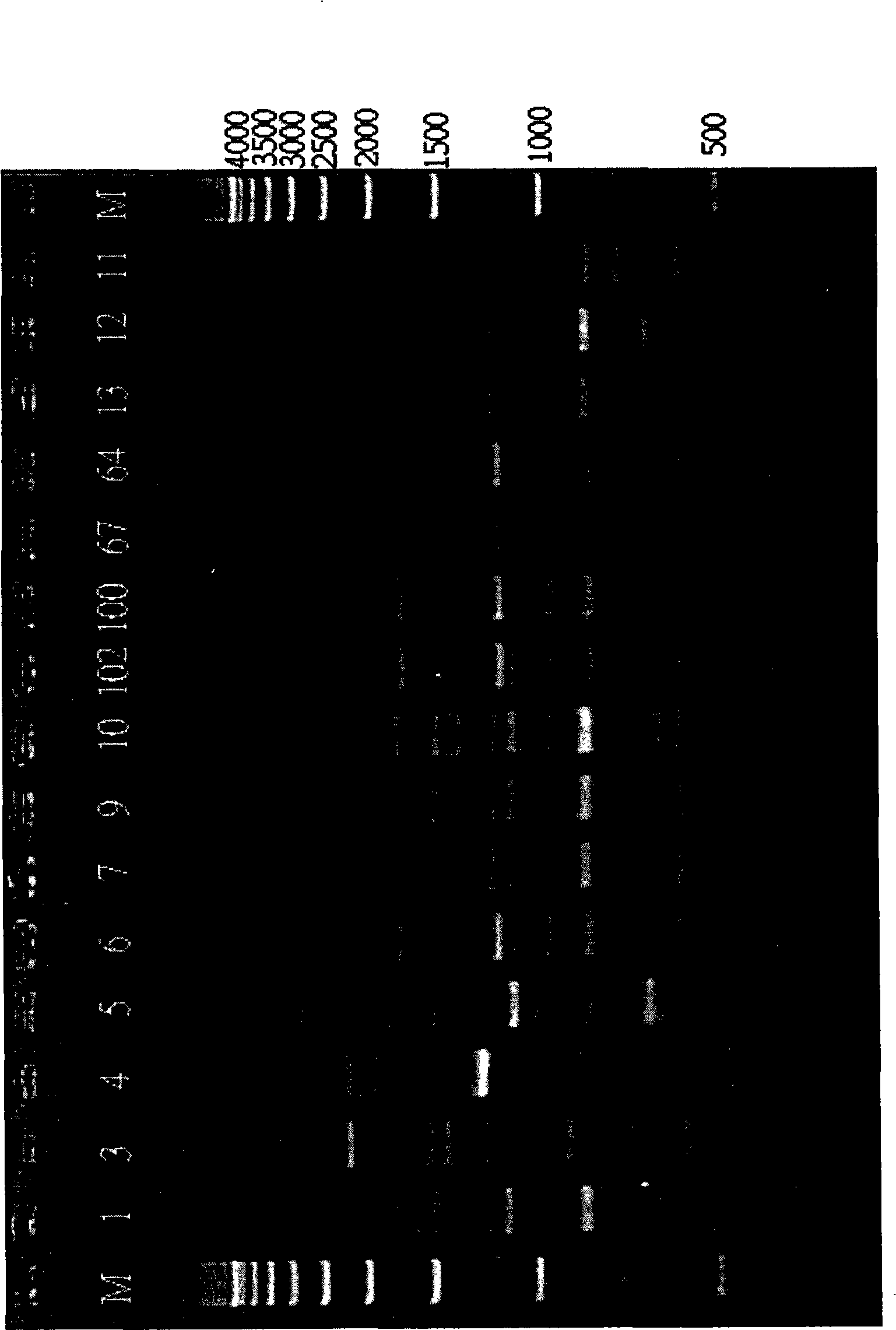 Method for treating diabetic vascular complications