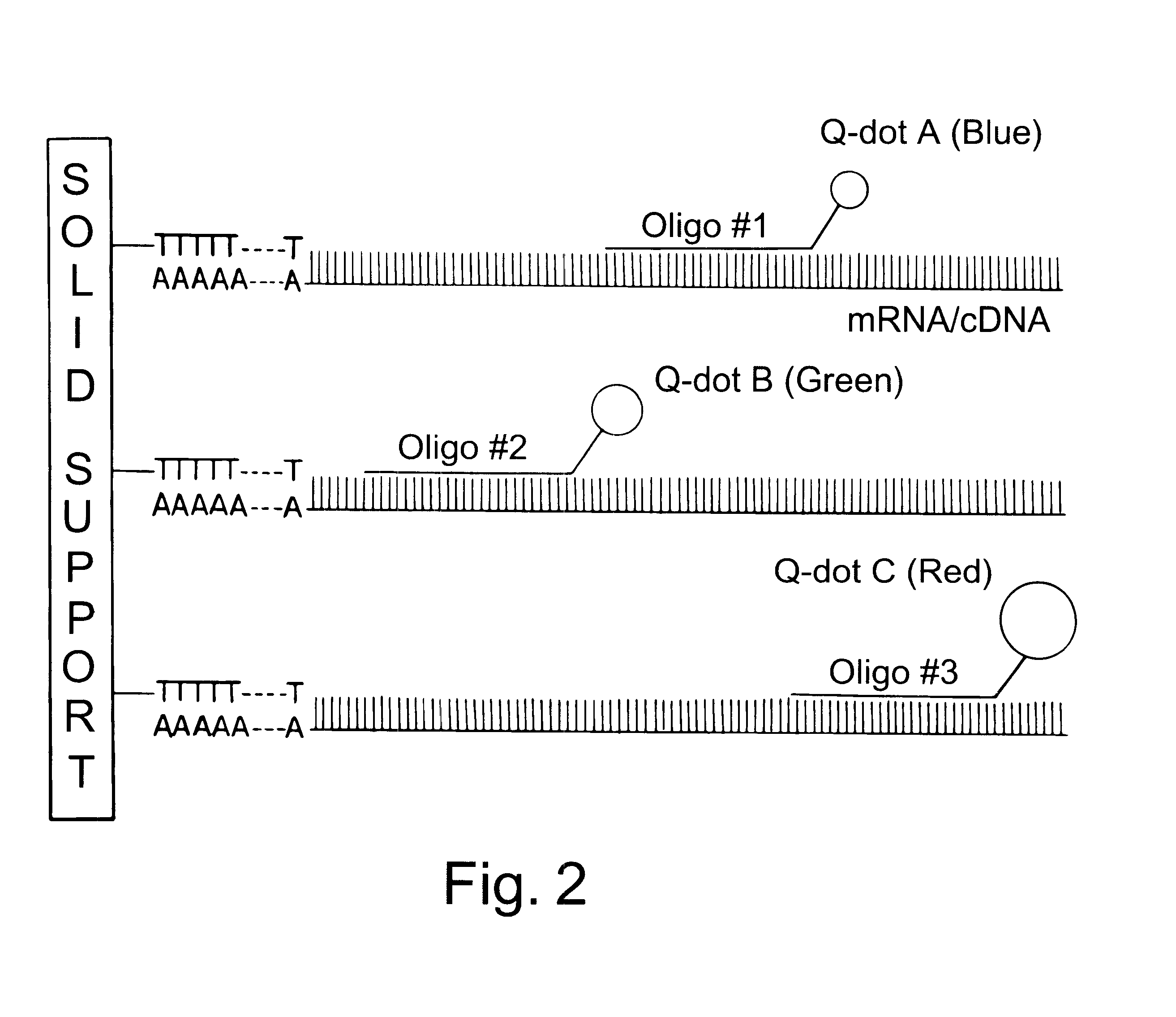 Water-soluble luminescent quantum dots and biomolecular conjugates thereof and related compositions and method of use