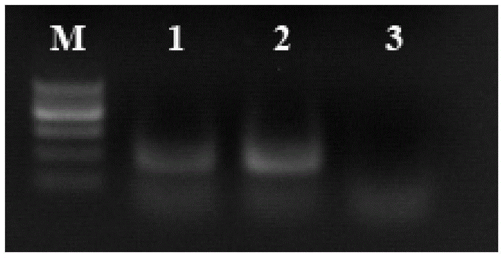 Primers, probes and kits for nasba-elisa detection of type Ⅱ grass carp reovirus