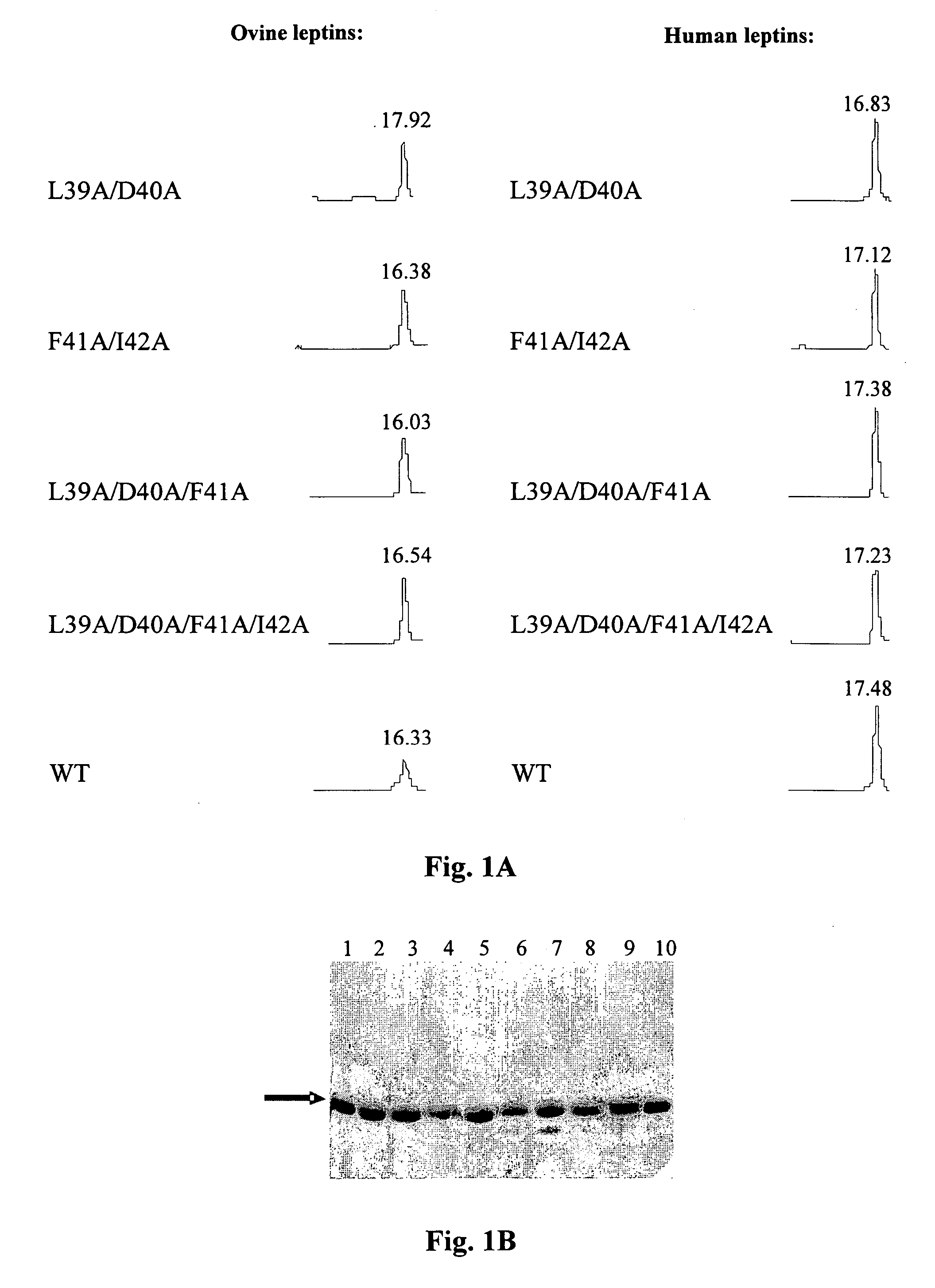 Leptin antagonists