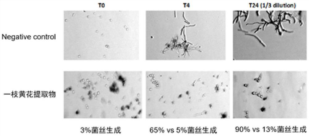 Oral care solution based on inhibition of microbial quorum sensing and preparation method of oral care solution