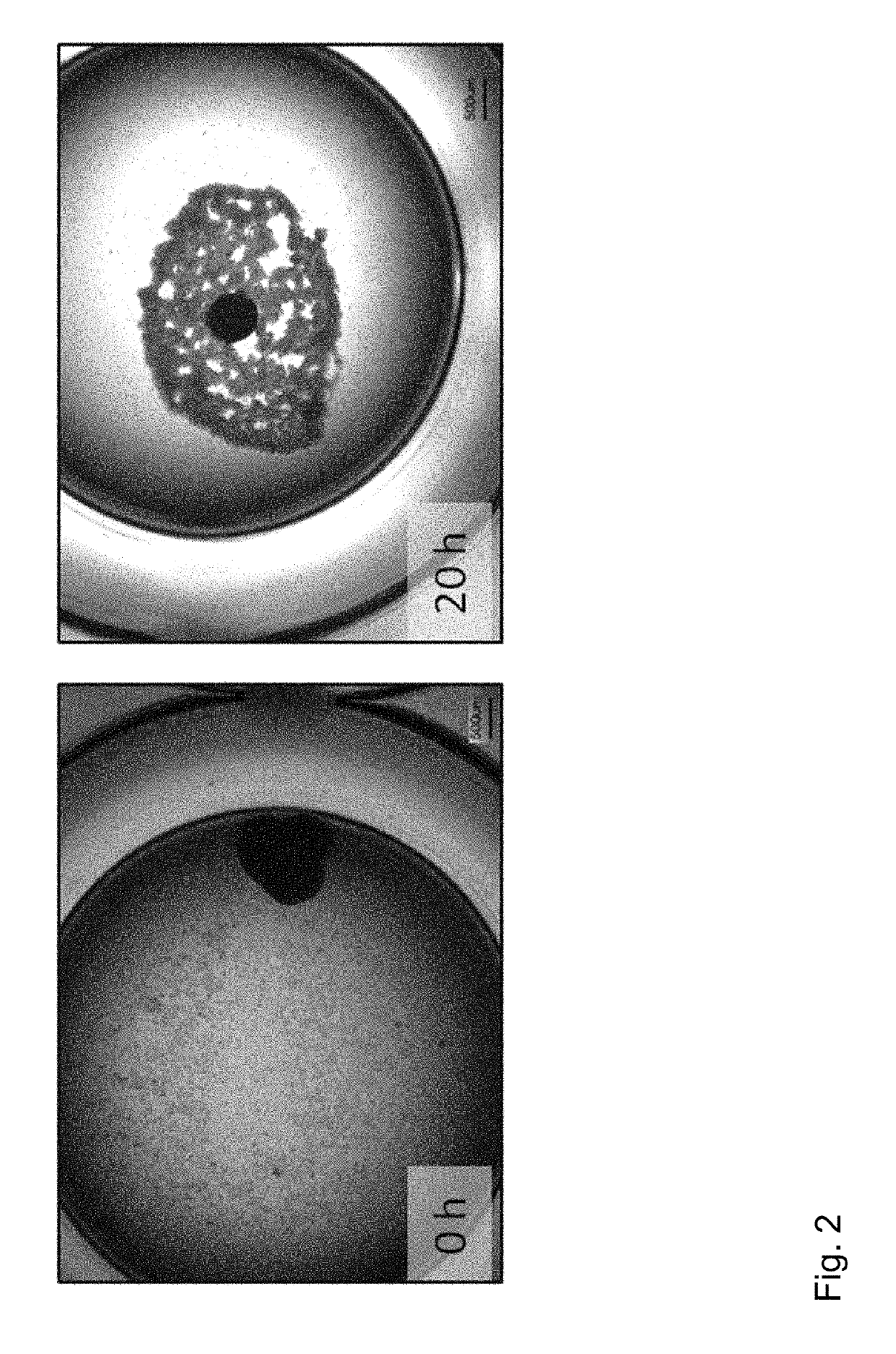 Method of preparing an artificial tooth primordium in vitro and artificial tooth primordium derived therefrom