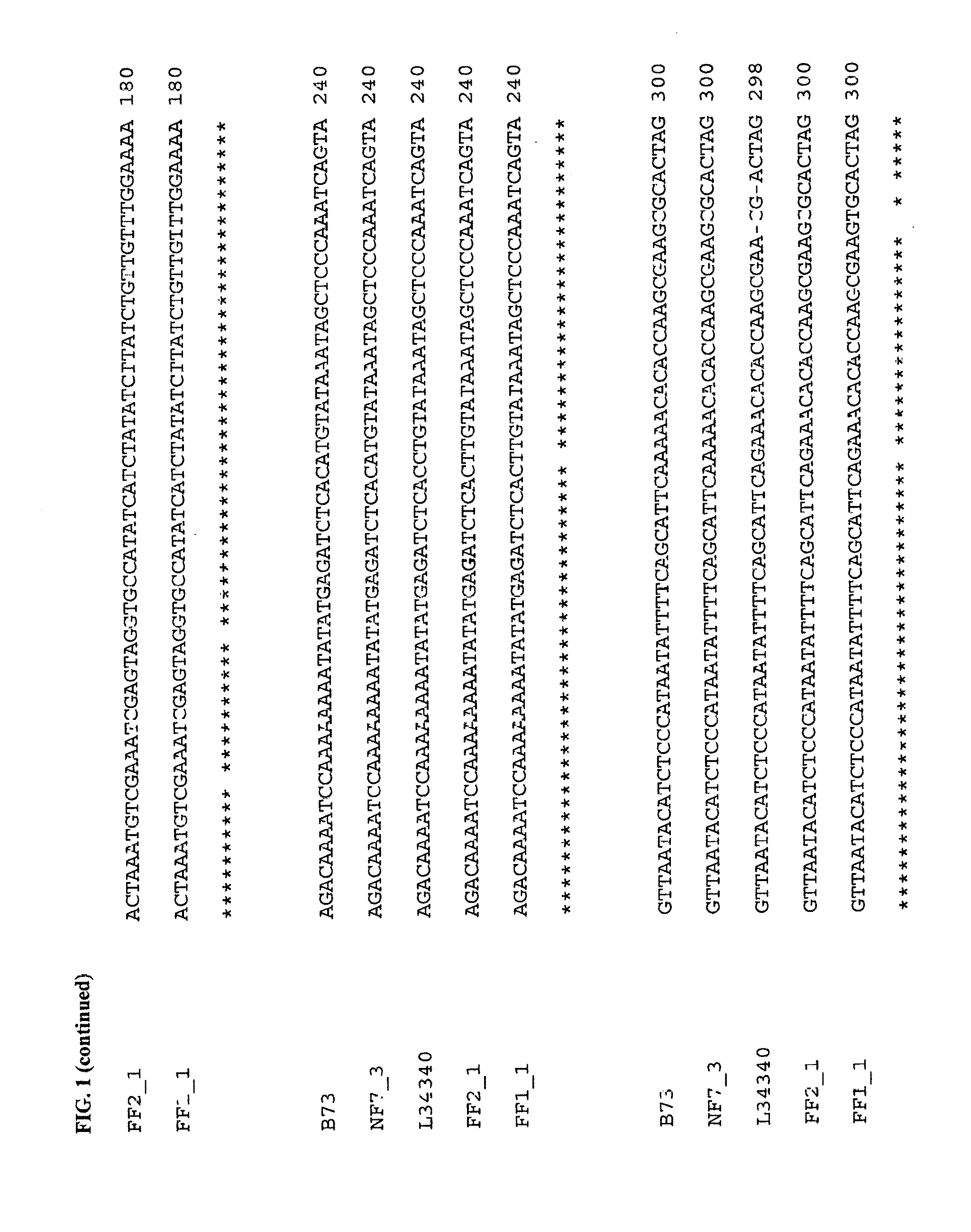 Floury 2 gene-specific assay in maize for floury (FL2) trait introgression