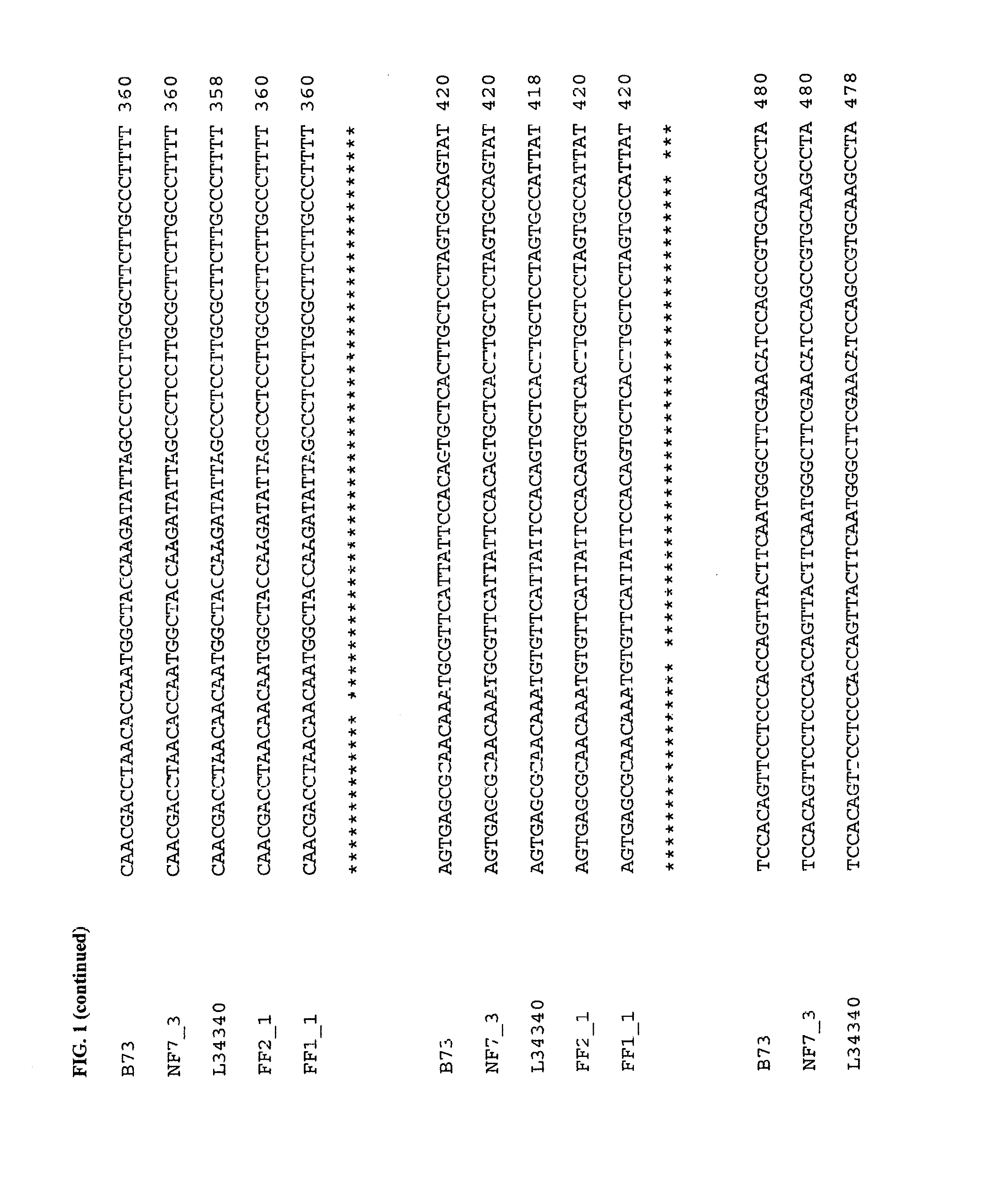 Floury 2 gene-specific assay in maize for floury (FL2) trait introgression