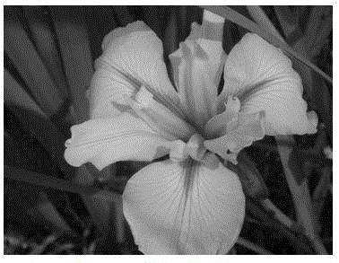 A method for promoting and controlling cultivation of Iris Louisiana target flowering period