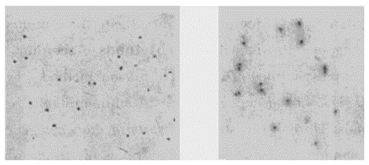 Anti-gonyautoxin GTX2,3 monoclonal antibody immuno-colloidal gold labeled test strip and preparation method thereof