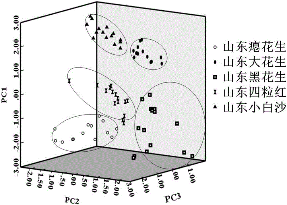 Peanut variety nondestructive testing method based on nuclear magnetic resonance technology