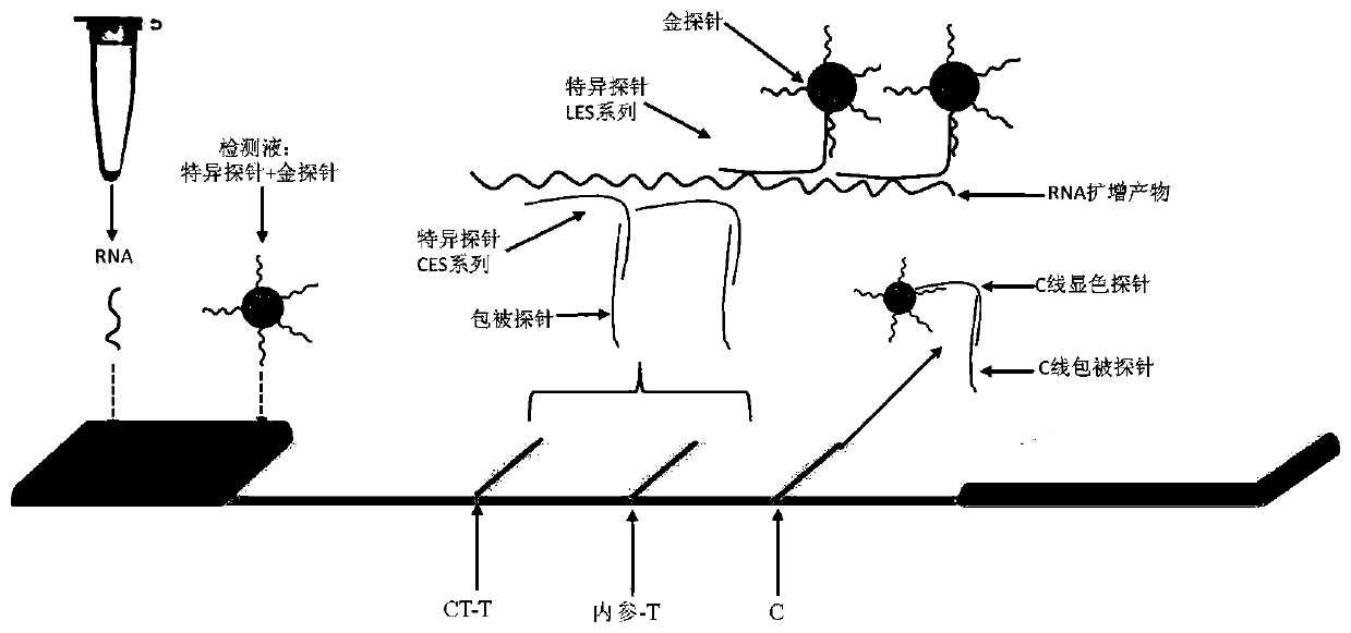 Chlamydia trachomatis detection colloidal gold chromatography kit and application thereof