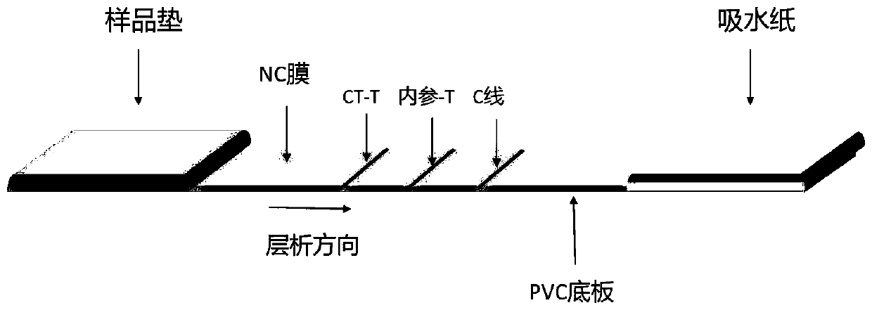 Chlamydia trachomatis detection colloidal gold chromatography kit and application thereof