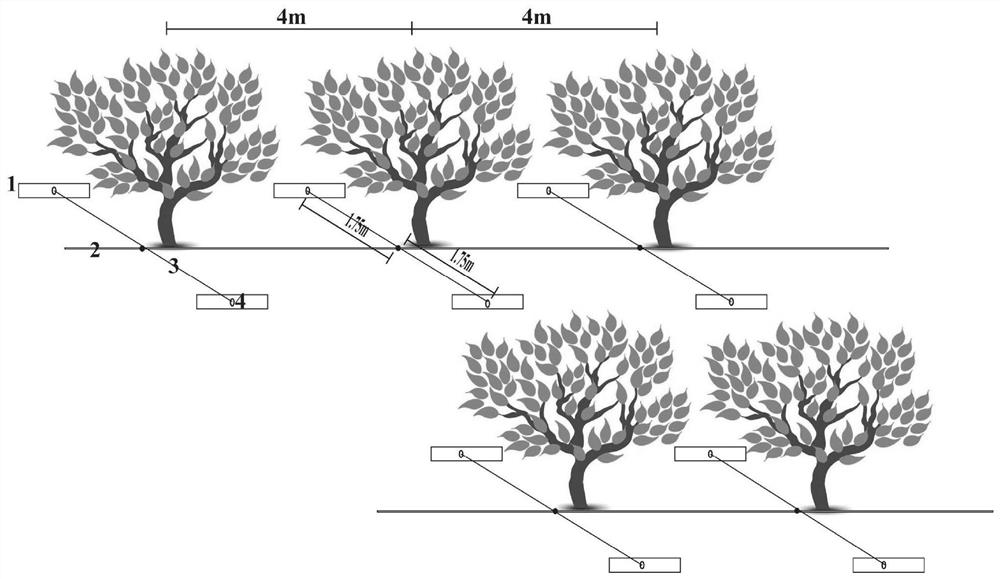 A kind of irrigation method of loquat tree