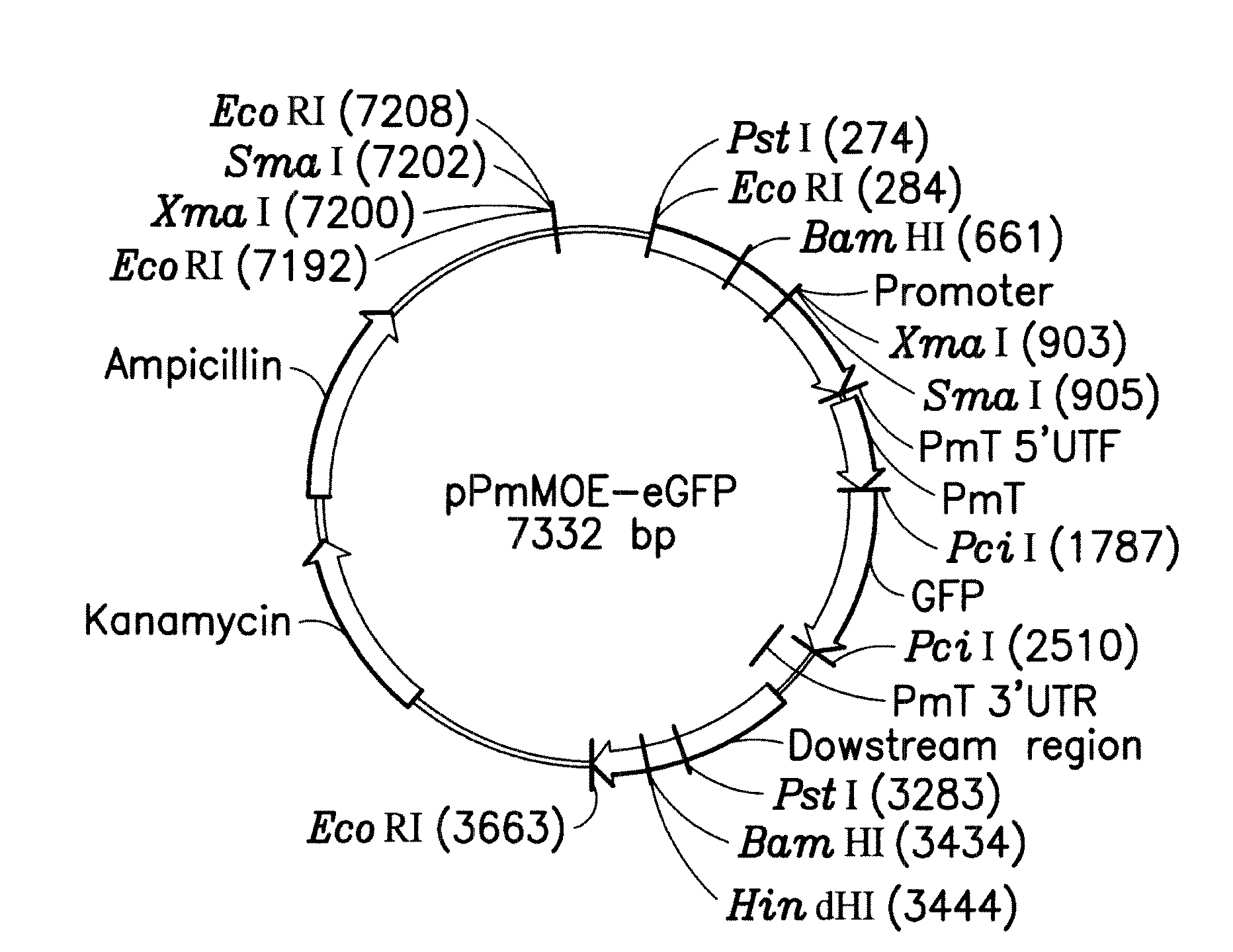 Transfection system for perkinsus species