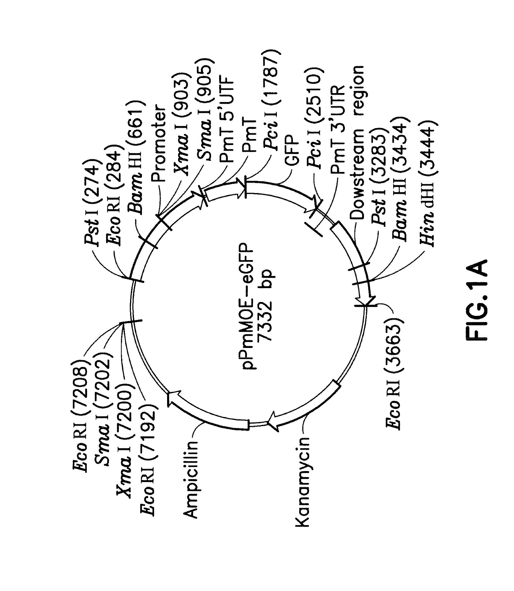 Transfection system for perkinsus species