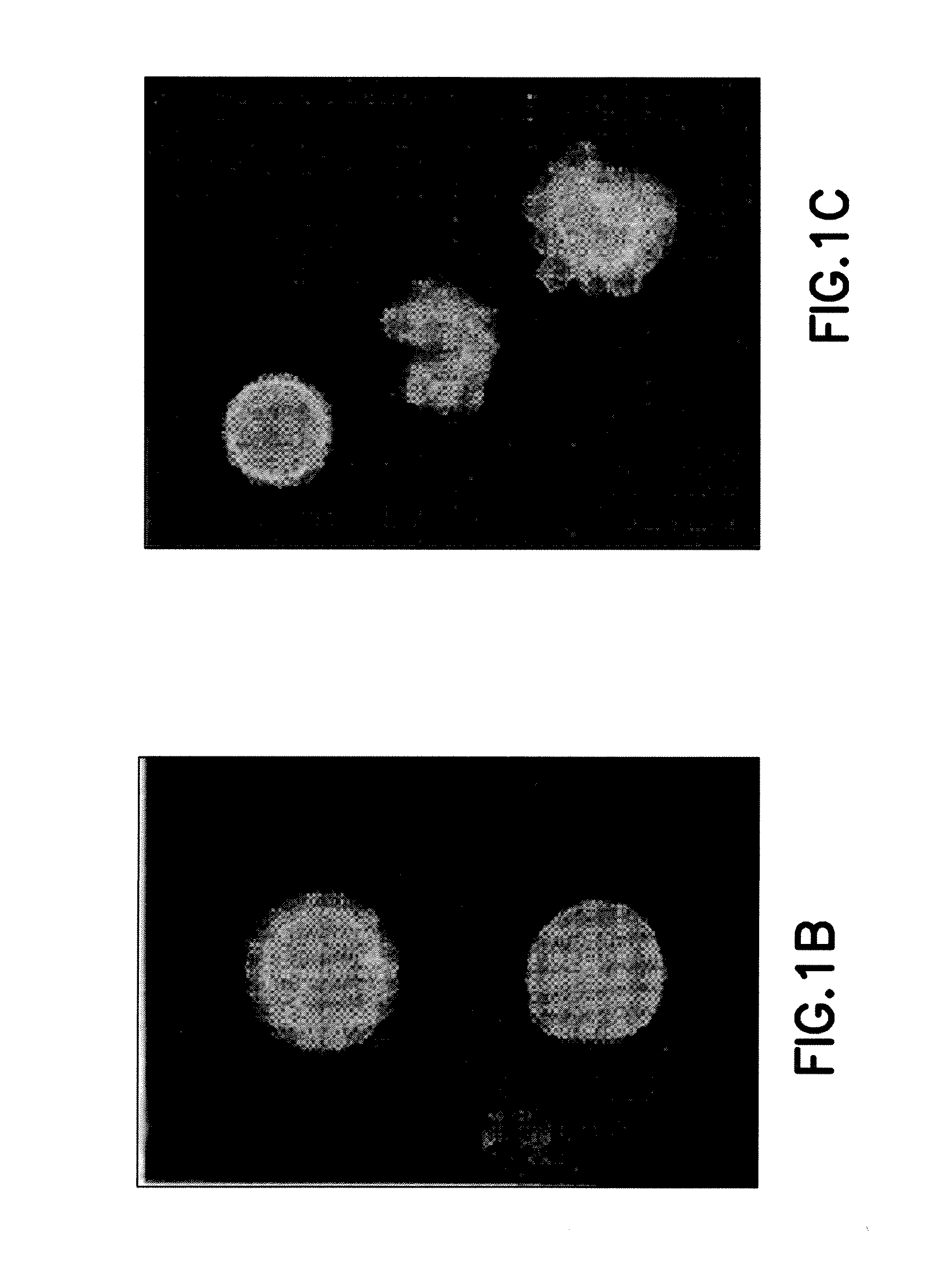 Transfection system for perkinsus species