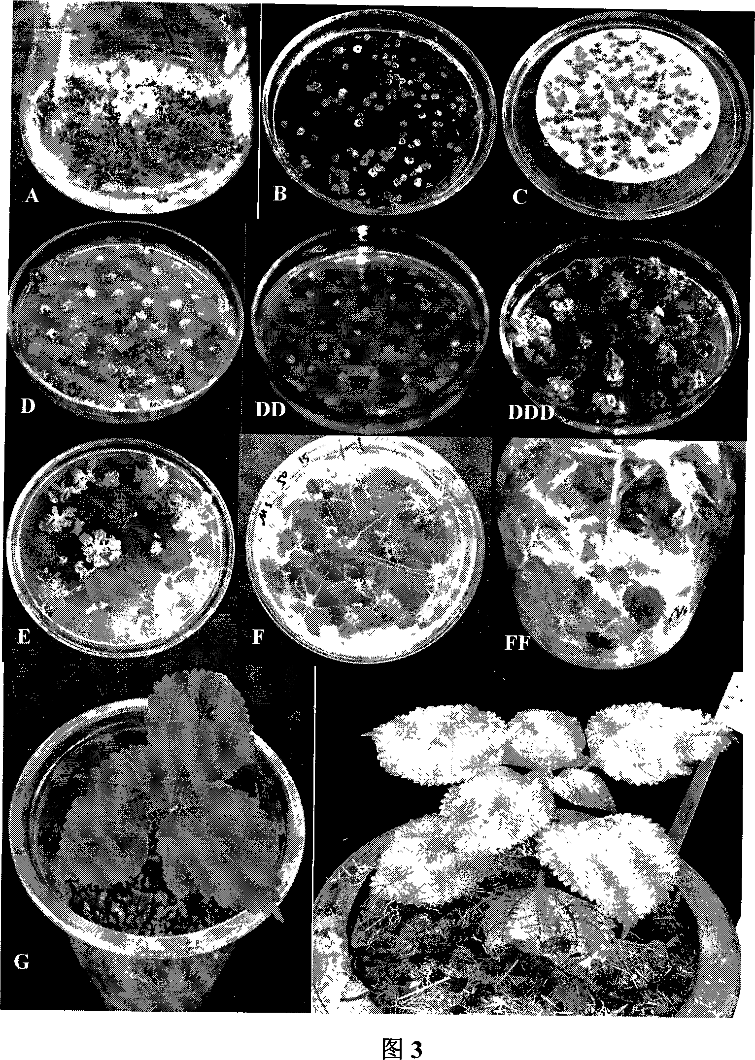 Ramie highly effective genetic transformation method