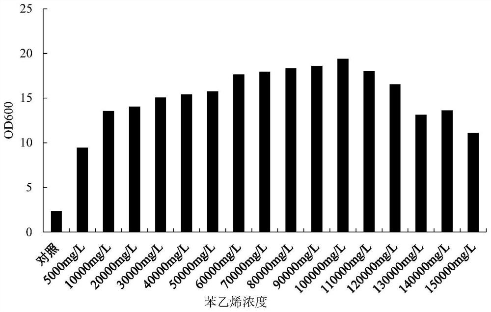 Styrene degrading bacterium and application thereof