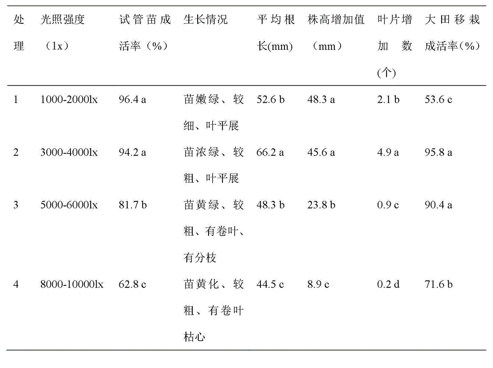 Method for rapidly exercising field melasma herb tissue culture seedlings