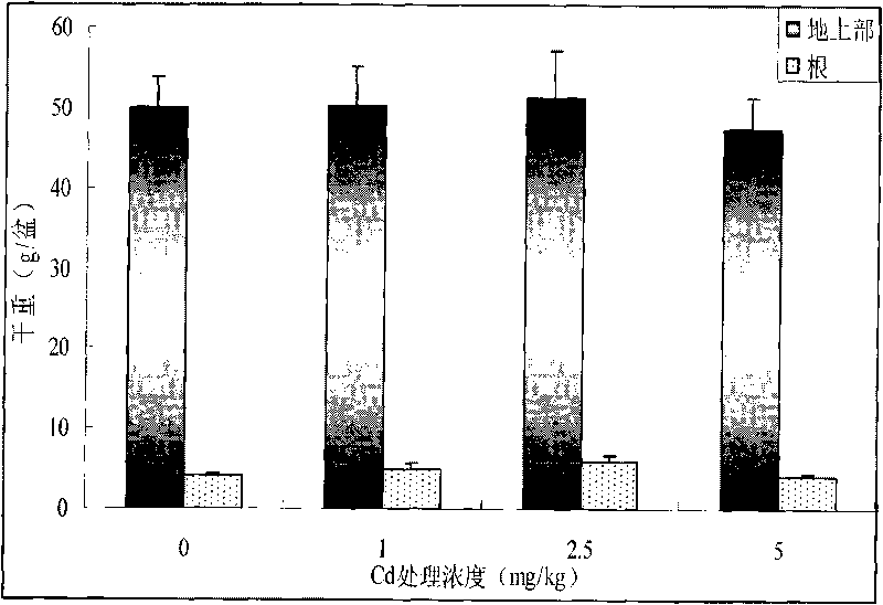 Agricultural safety production operating method by utilizing low cadmium-accumulation Chinese cabbage