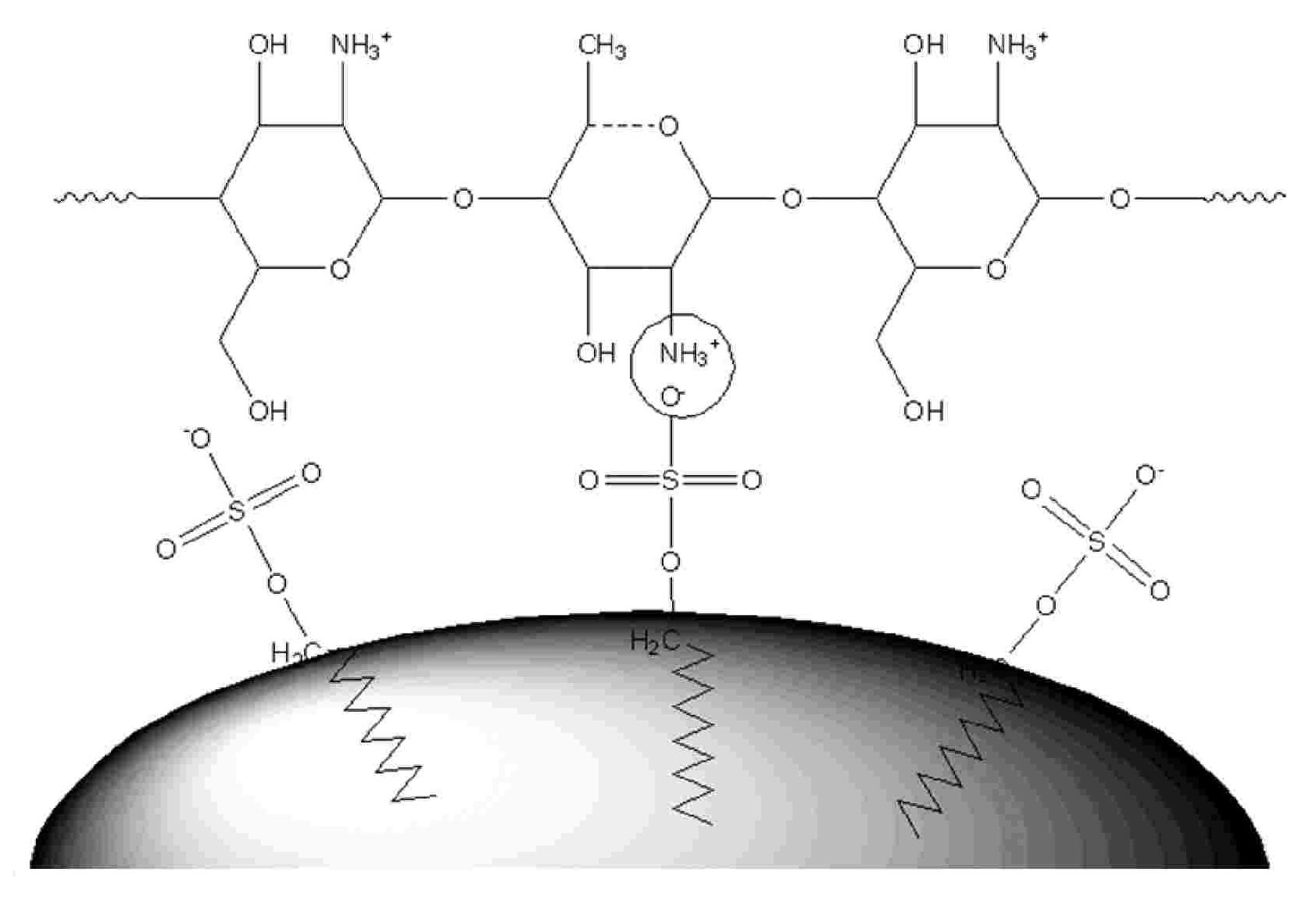 Chitosan-urea resin microcapsule and synthesis method thereof