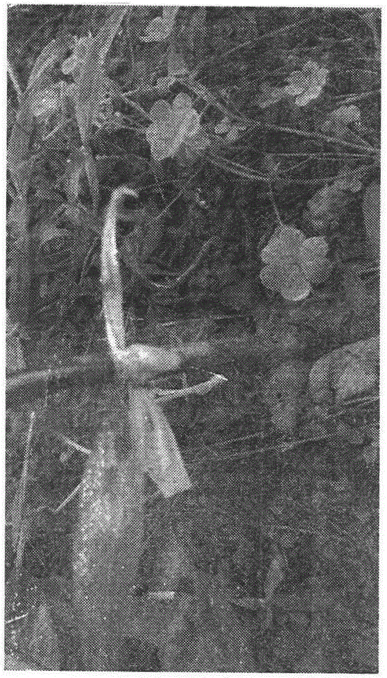 The technology of grafting southern highbush blueberry with rabbit eye blueberry as rootstock