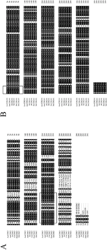 AccCDK5 gene and AccCDK5r1 gene of Chinese honeybee and application of genes