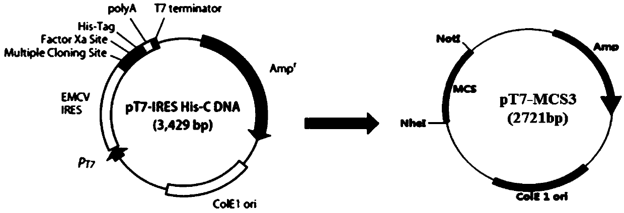 System and method for rescuing mumps virus