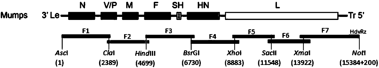 System and method for rescuing mumps virus