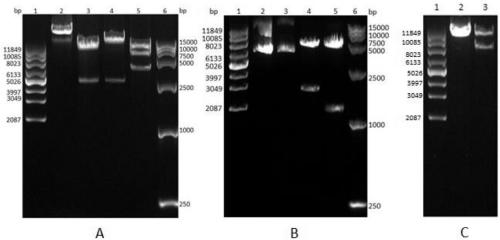 System and method for rescuing mumps virus