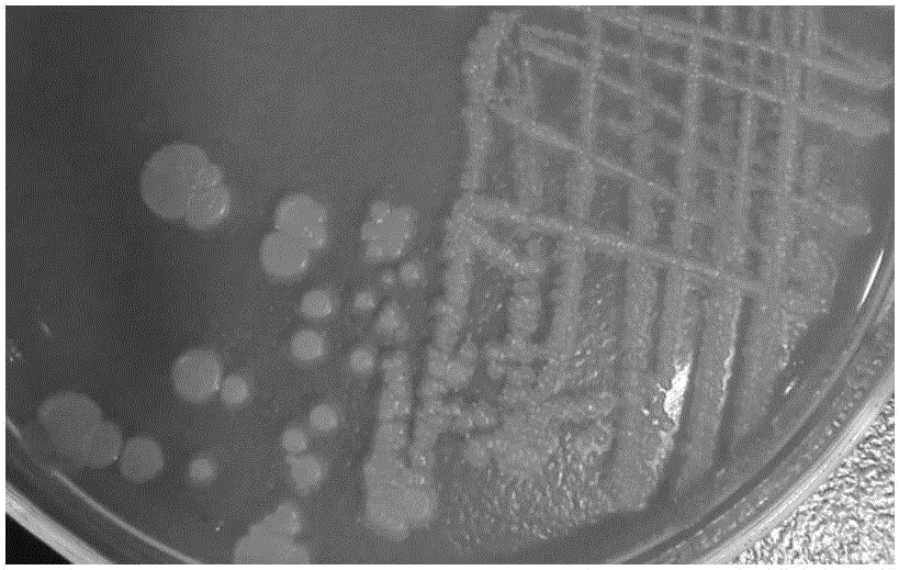 Pyridine degradation strain a5, fungicide made from pyridine degradation strain a5 and application thereof