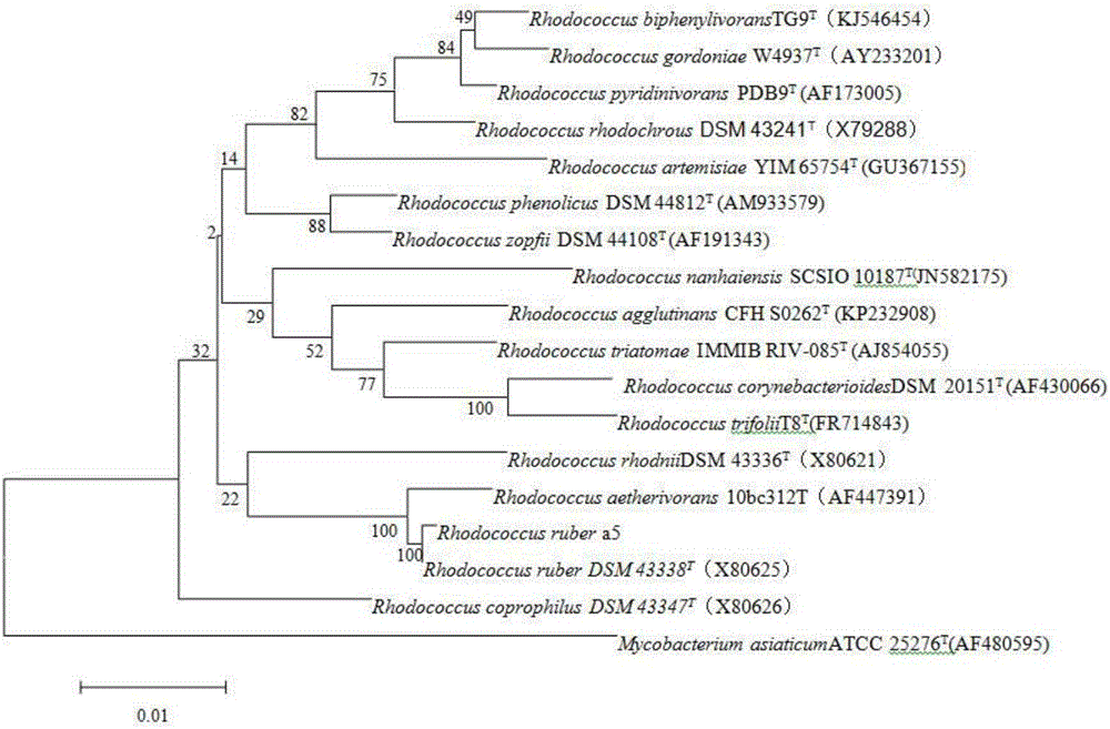 Pyridine degradation strain a5, fungicide made from pyridine degradation strain a5 and application thereof