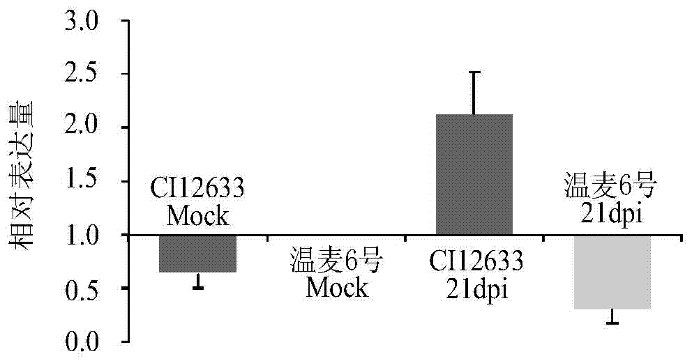 Disease-resistance gap-associated protein TaPK-R1 derived from wheat as well as related biological material and application thereof