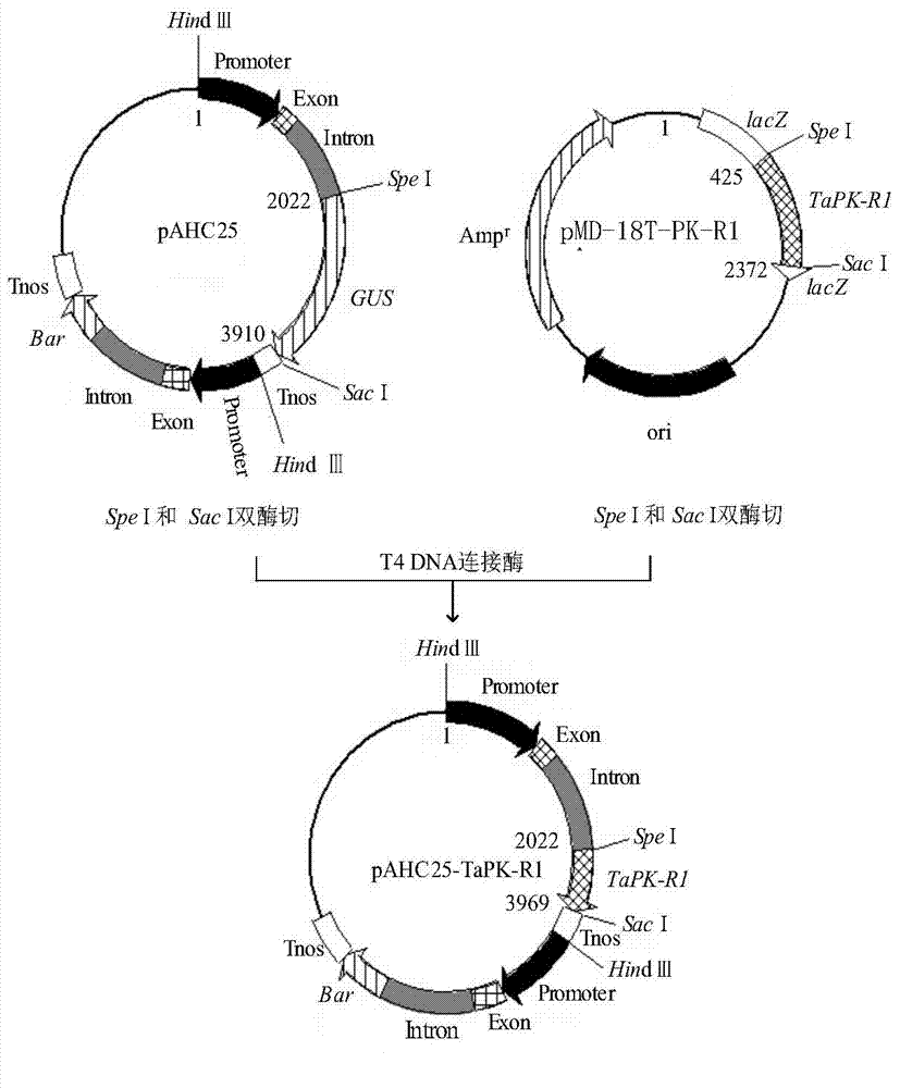 Disease-resistance gap-associated protein TaPK-R1 derived from wheat as well as related biological material and application thereof