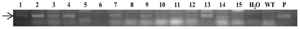 Disease-resistance gap-associated protein TaPK-R1 derived from wheat as well as related biological material and application thereof