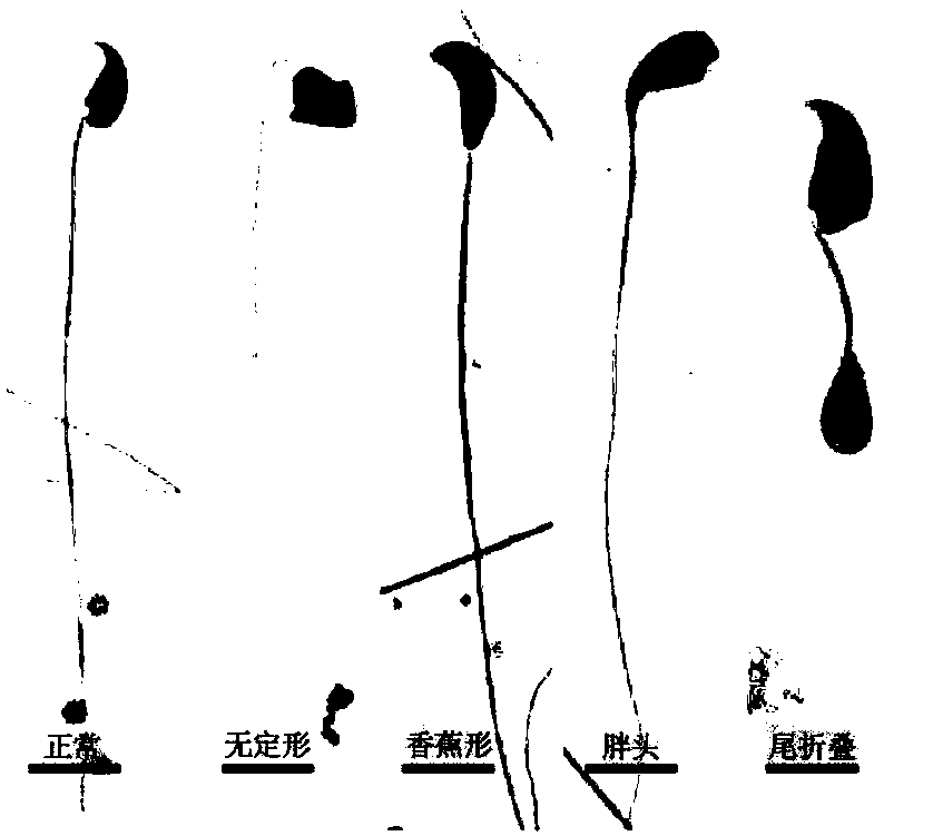 Protein composition capable of improving sperm quality and sperm viability and preparation method