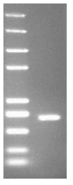 Application of trkA genes in deinococcus radiodurans R1 to culture of drought-resistant plant