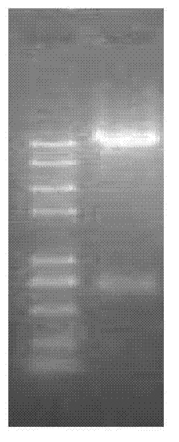 Application of trkA genes in deinococcus radiodurans R1 to culture of drought-resistant plant