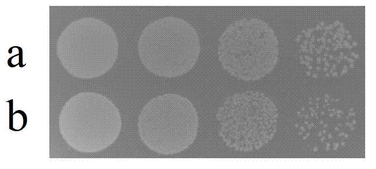 Application of trkA genes in deinococcus radiodurans R1 to culture of drought-resistant plant