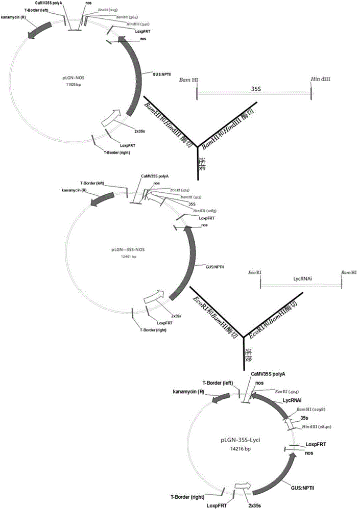 Expression vector for comprehensive down-regulation of cotton lycopene cyclase genes and application thereof