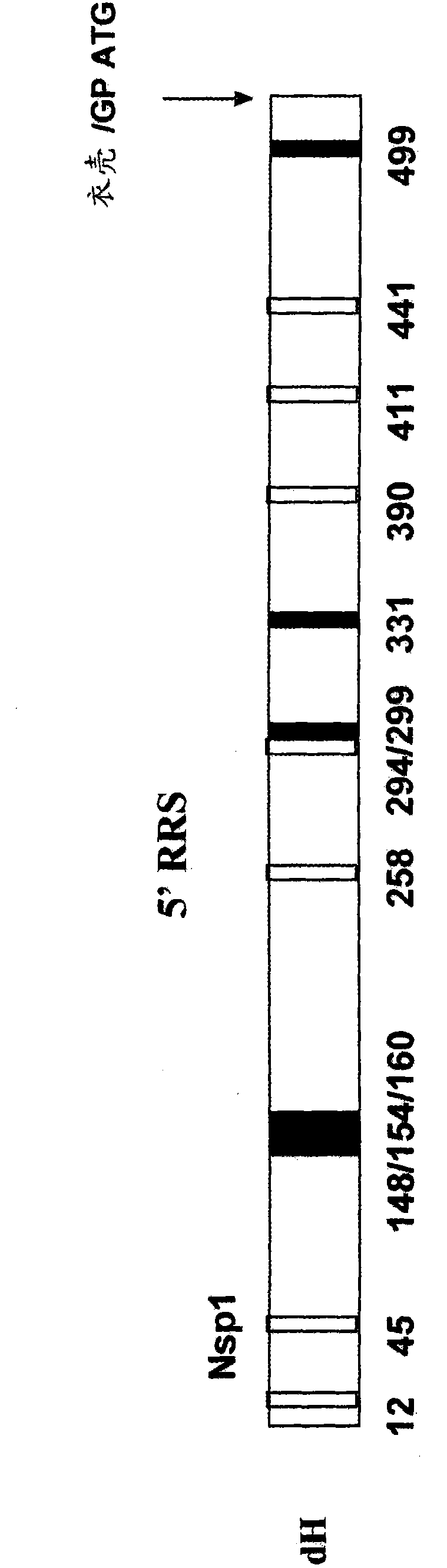 Promoterless cassettes for expression of alphavirus structural proteins