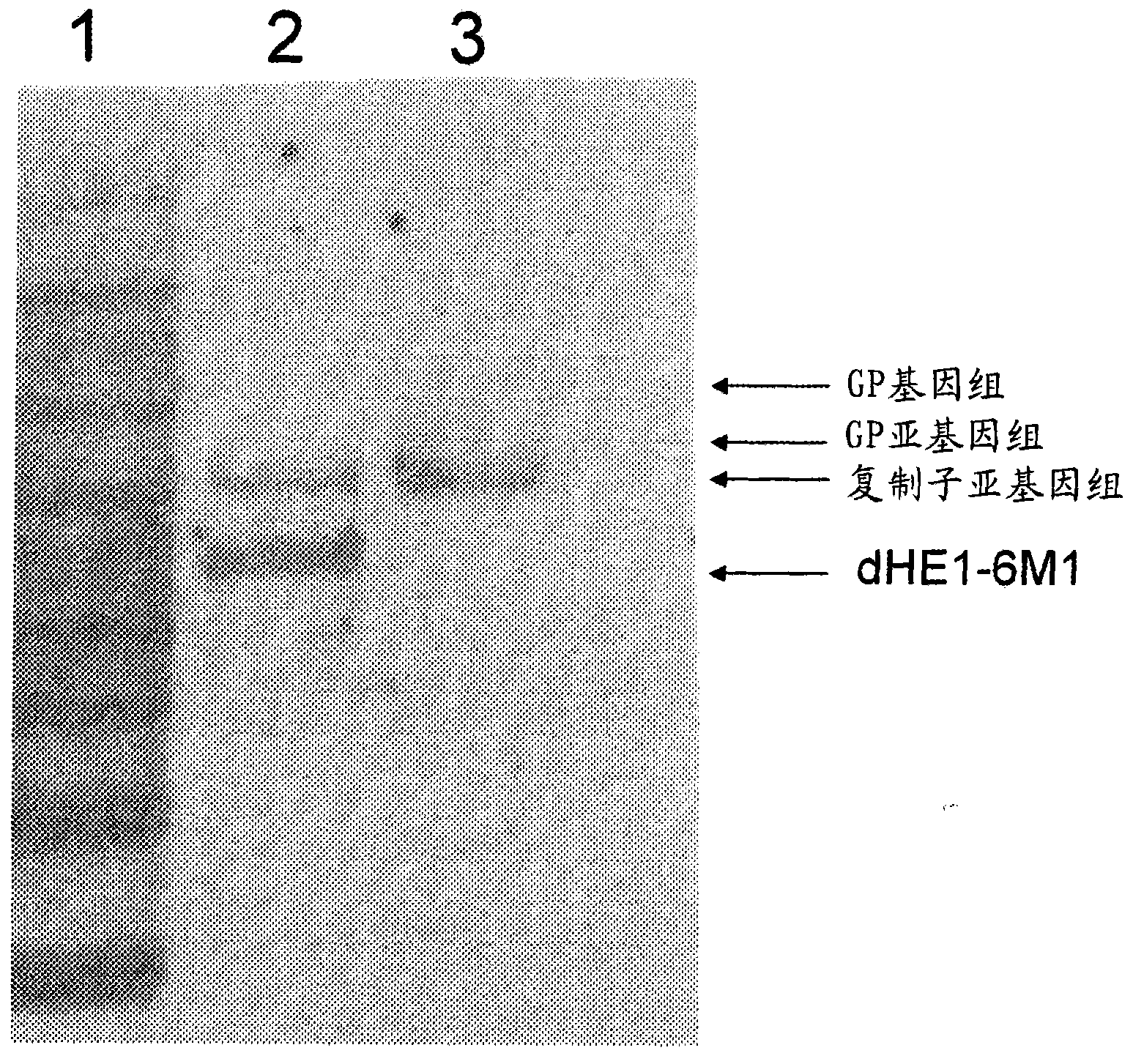 Promoterless cassettes for expression of alphavirus structural proteins