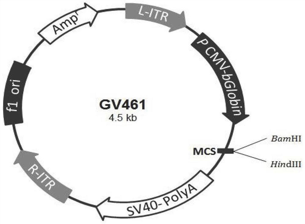 Construction method and delivery system of plaque corneal dystrophy animal model and gene therapy vector