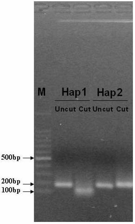 Haplotype primer for identifying Q-shaped bemisia tabaci and identification method