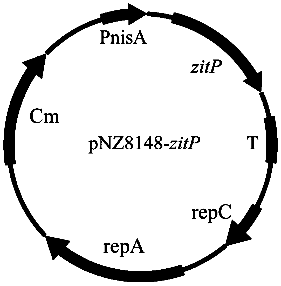 Lactobacillus engineering bacterium with improved acid stress resistance and application of lactobacillus engineering bacteria