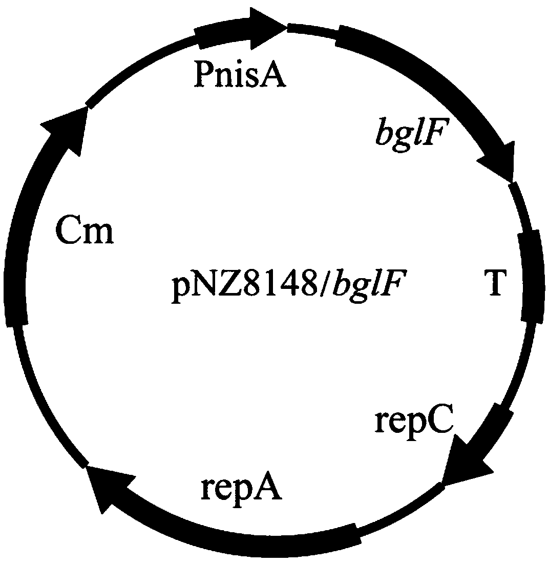 Lactobacillus engineering bacterium with improved acid stress resistance and application of lactobacillus engineering bacteria