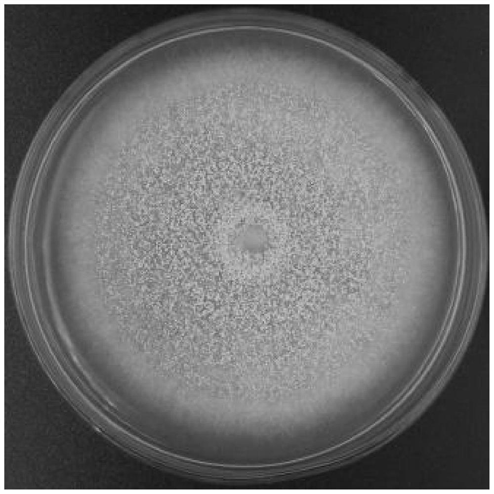 A kind of saline-alkali-resistant ochracus strain w1 and its bacterial agent and application