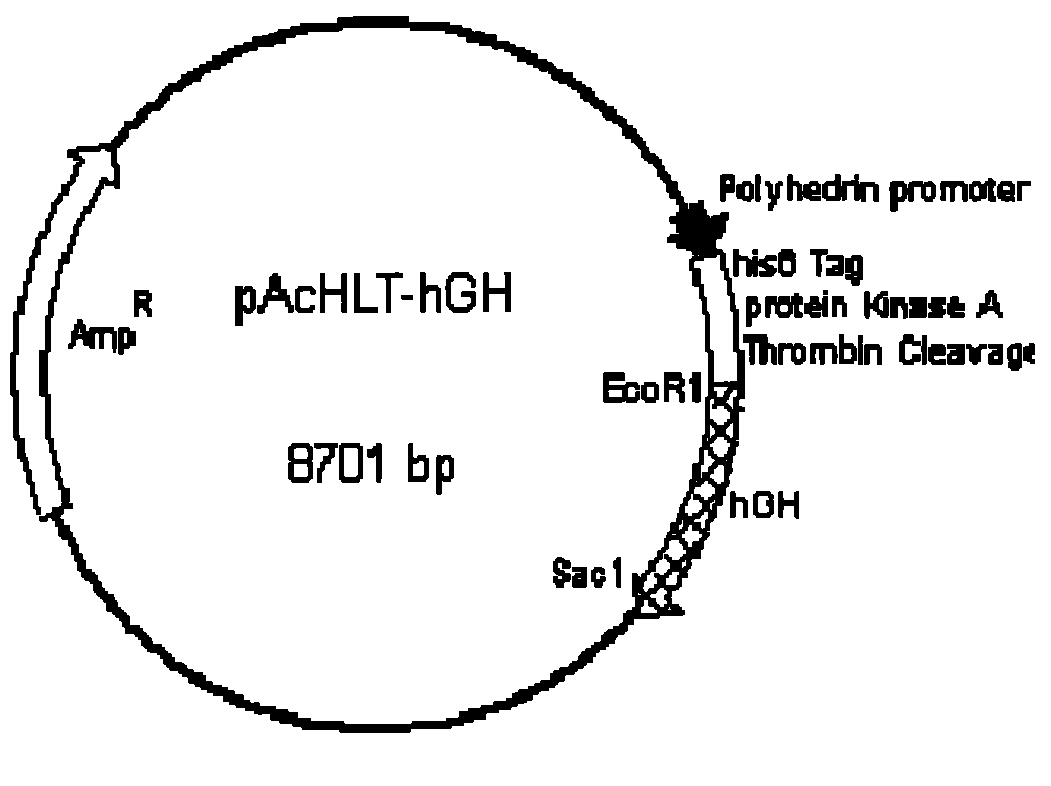 Recombined human growth hormone gene bacilliform virus, preparation and application thereof