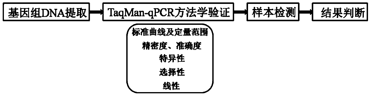 Primer for specifically detecting human genome DNA and application thereof